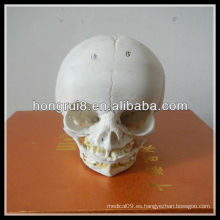 Modelo Anatómico de Cráneo Infantil ISO, Modelo Anatómico de Cráneo